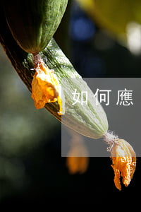 如何應(yīng)對高額信用卡違約金？